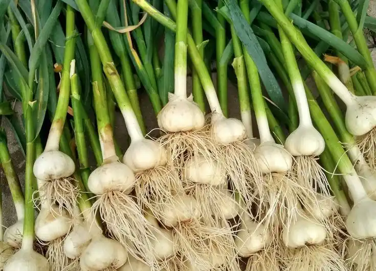 Choosing the Right Garlic Type