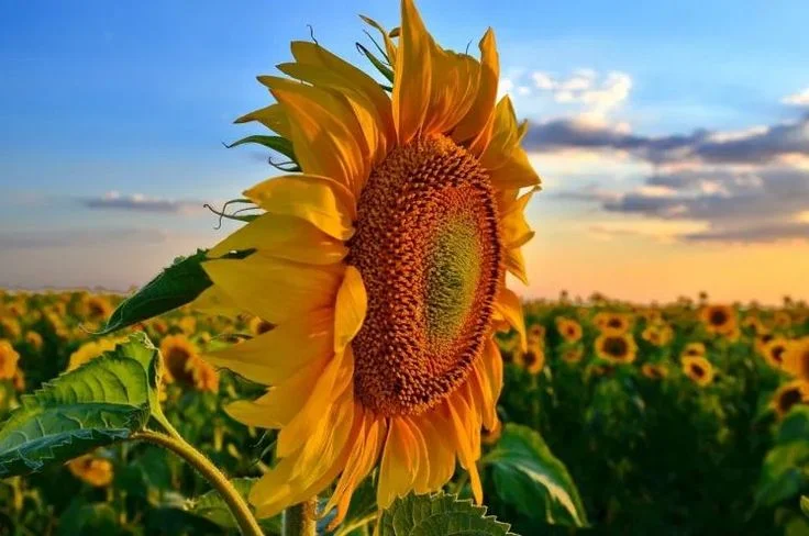 How to Plant Sunflower Seeds the Right Way