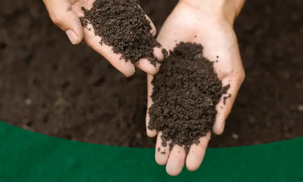Soil and Drainage: The Foundation of Healthy Roots