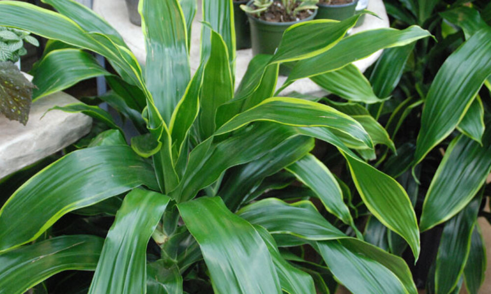 Why Corn Plants Are Perfect Low-Maintenance Office Plants