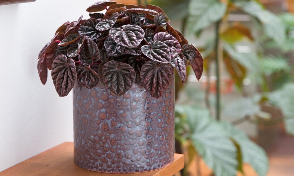 Want Your Croton to Thrive Indoors?