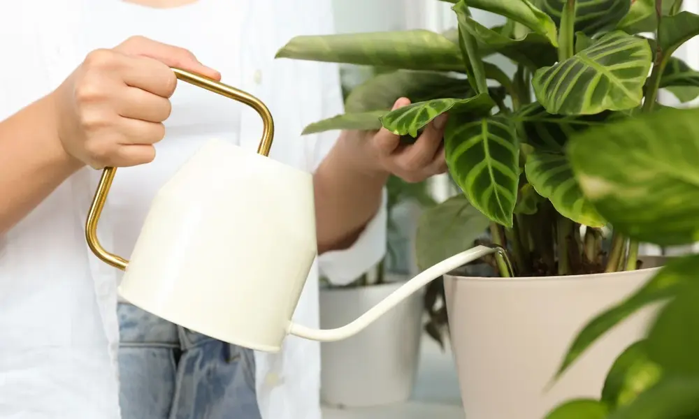 Sufficient Amount of Water