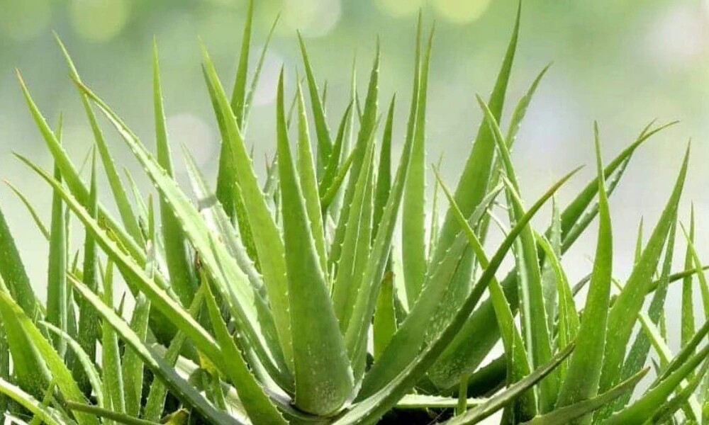 Aloe Vera Care Secrets Every Wellness Lover Should Know