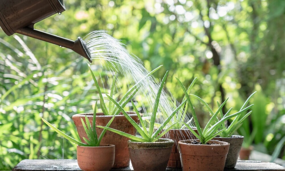 Aloe Vera Watering Needs