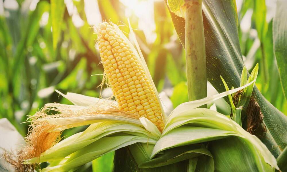 Pruning and Maintenance for a Clean Office Look