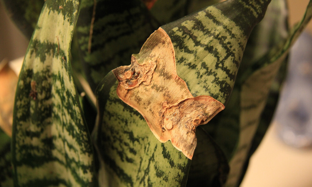 Peeacelily | Snake Plant for Beginners: The Ultimate Starter Plant Brown Tips on Leaves