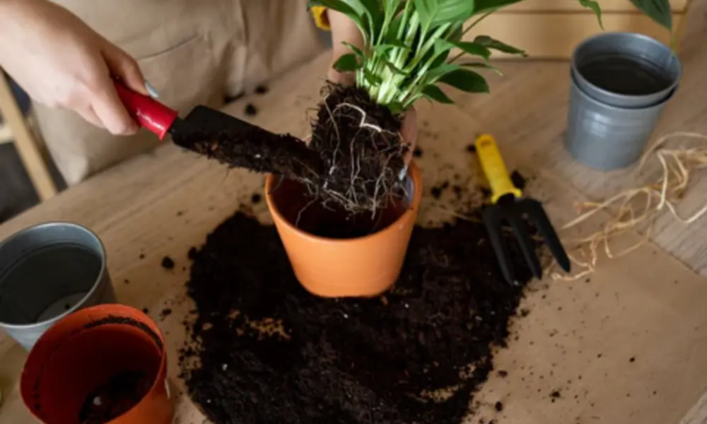 A Good Soil - What They Actually Need