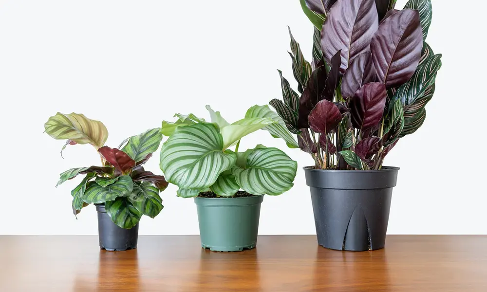 Do You Want to Meet Other Prayer Plants in the Calathea Family?