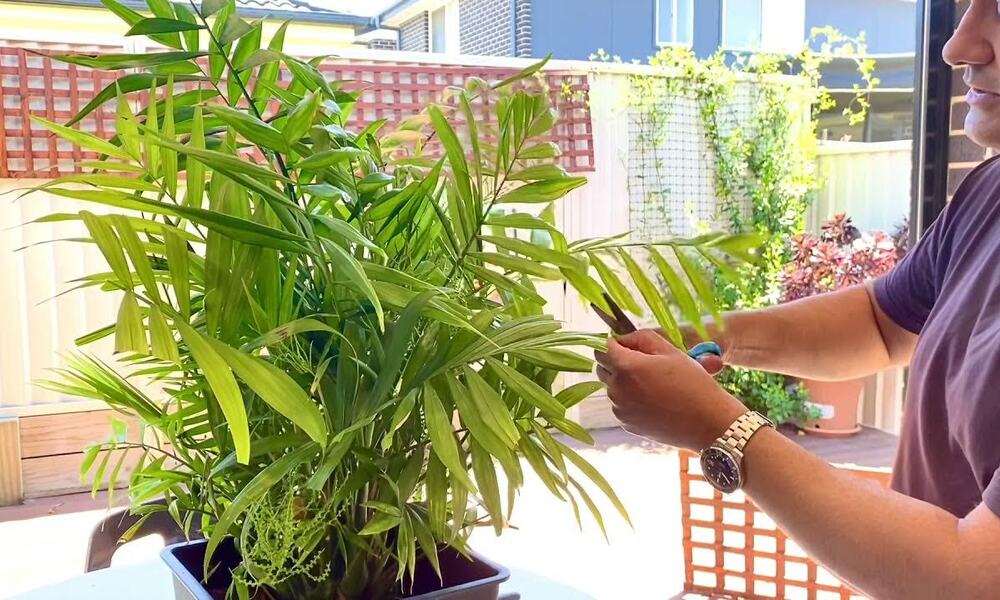 Peeacelily | Parlor Palm Care: Elegant & Easy Indoor Palms Cleaning: Pruning, Not Shaping.