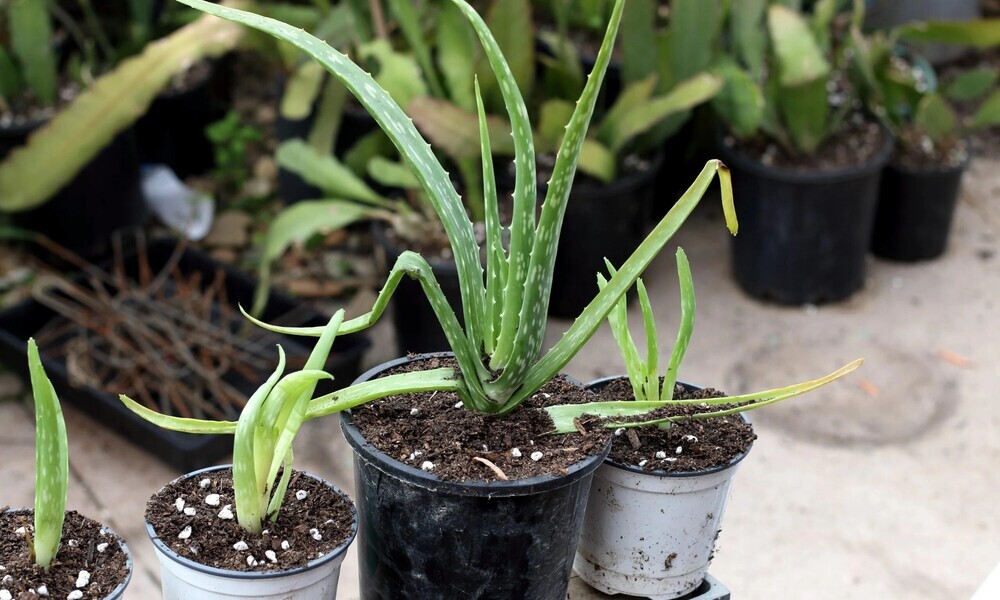 Common Problems and How to Fix Them