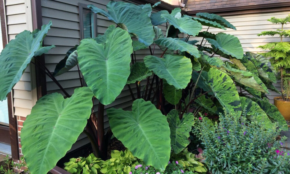 Elephant Ear Watering