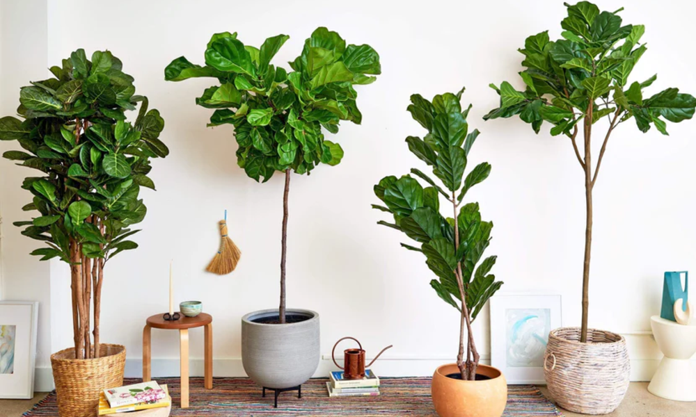 Peeacelily | Fig Tree Care: Indoor & Outdoor Growing Tips The Alternatives of Indoor and Outdoor Growing.