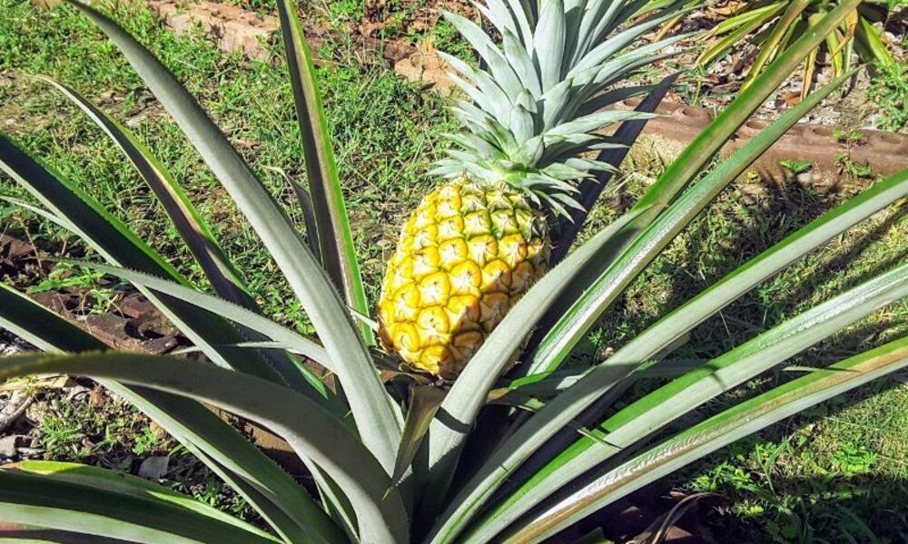 From Flowering to Fruiting