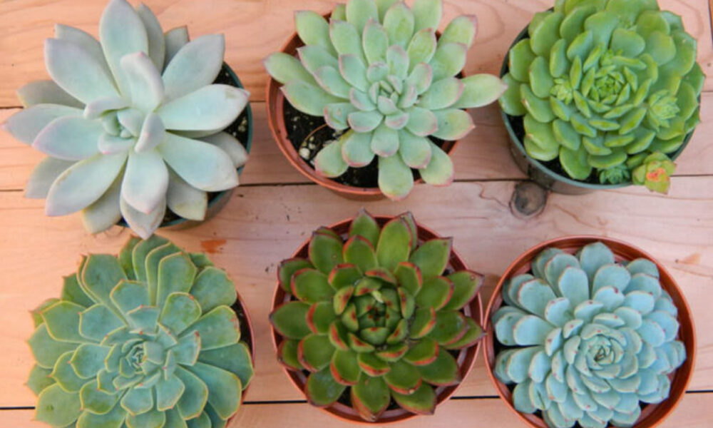 Peeacelily | How to Take Care of Succulents Without Killing Them How to Check whether your Succulent Is Healthy
