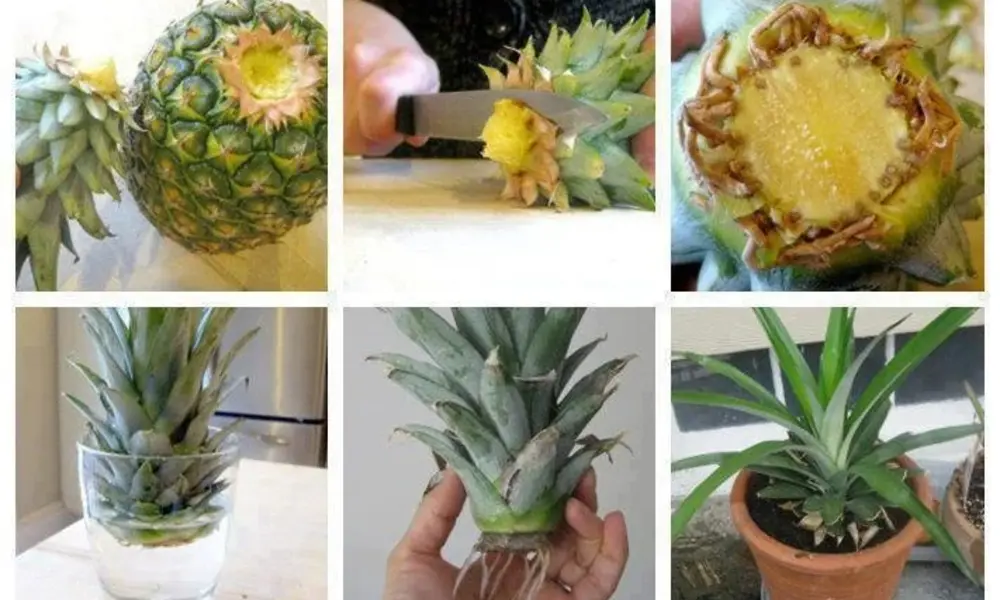 How to Plant Your Pineapple