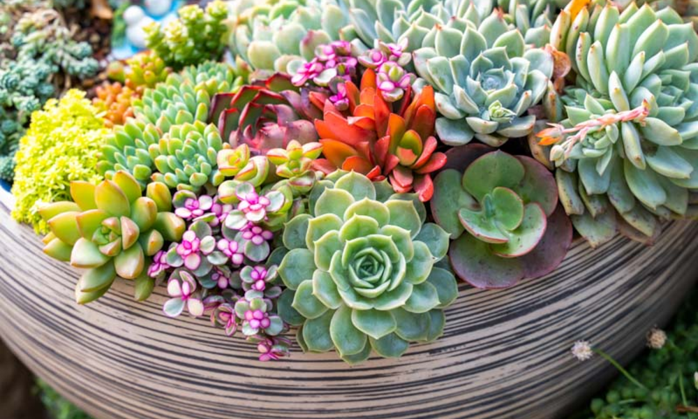 Peeacelily | How to Take Care of Succulents Without Killing Them How to Take Care of Succulents: The Essentials