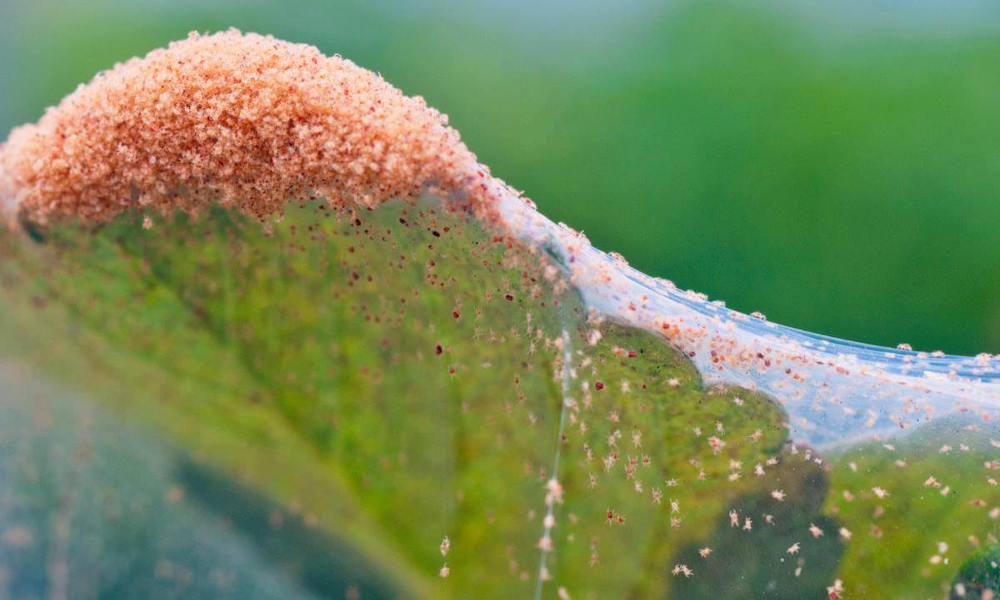 Insecticidal Mild Soap Spray or Soap