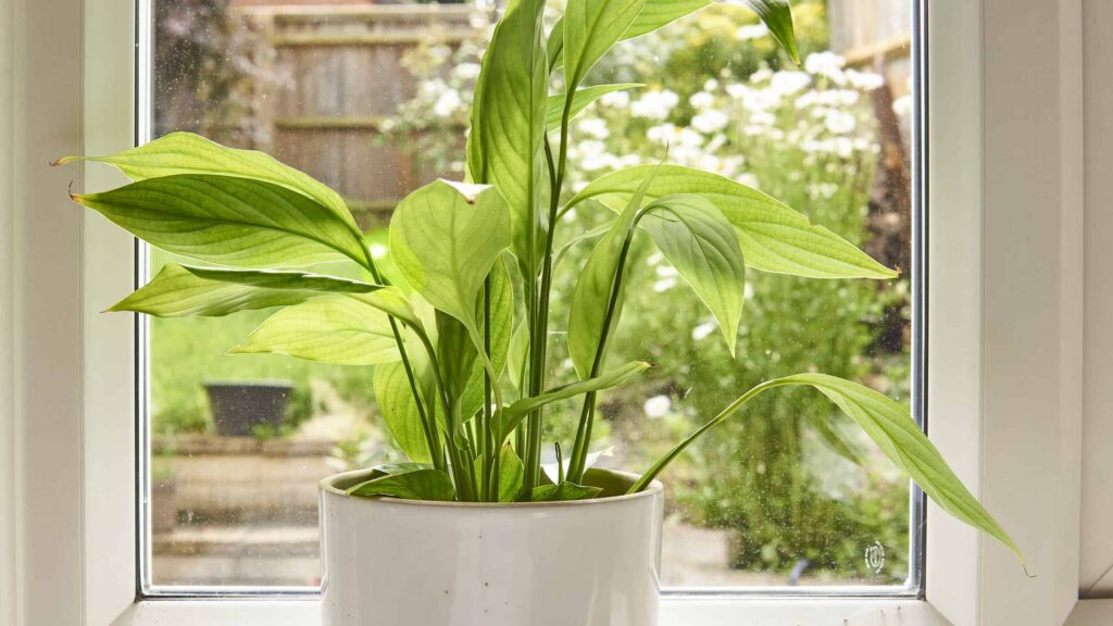 peace lily watering