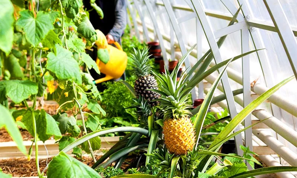 Offering the Best Growing Environment