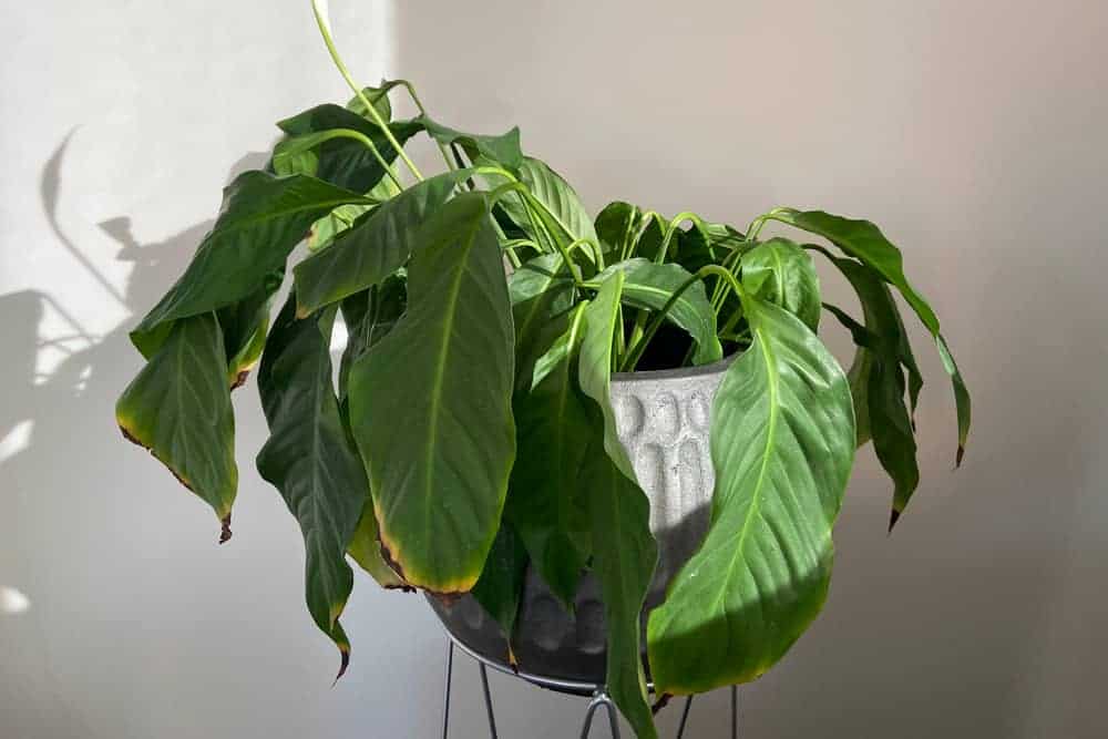 PeaceLily Drooping Leaves