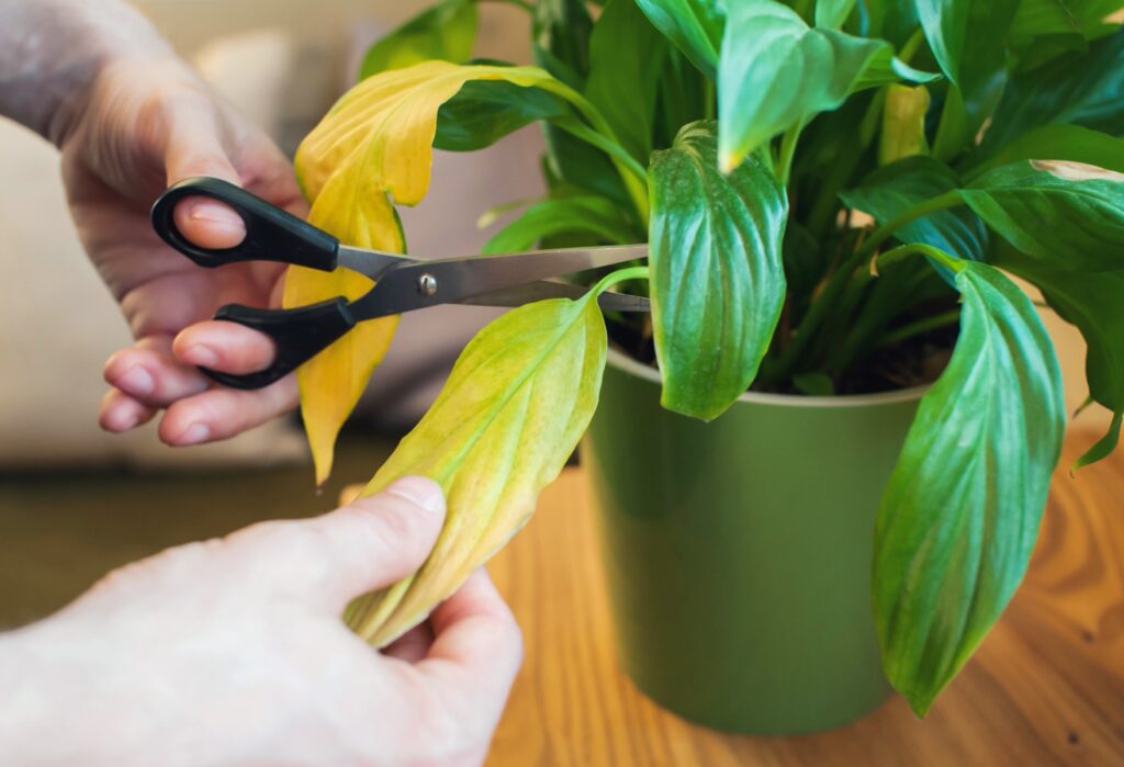 What Yellowing Leaves Are Trying to Tell You