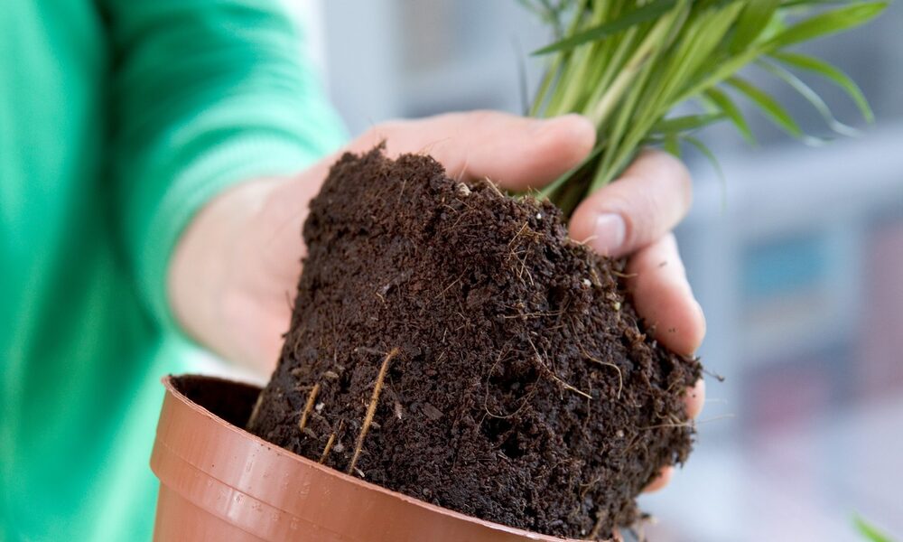 Peeacelily | Parlor Palm Care: Elegant & Easy Indoor Palms Pot and Soil: Don’t Think It Over