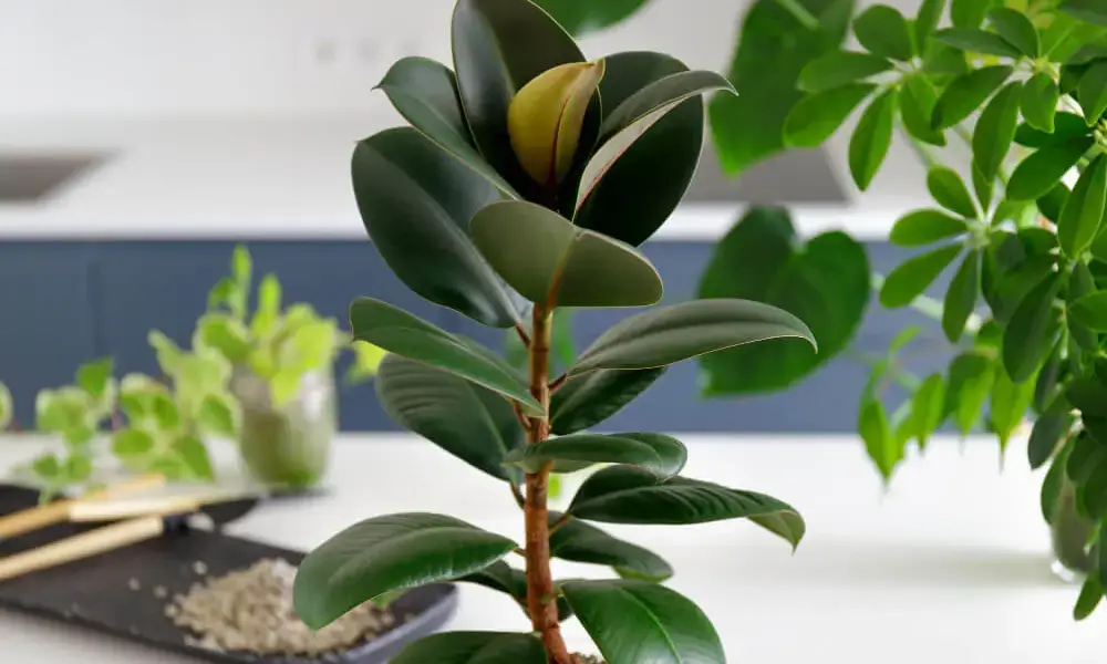 Rubber Tree Watering: The Secret of Healthy roots and Stable growth.