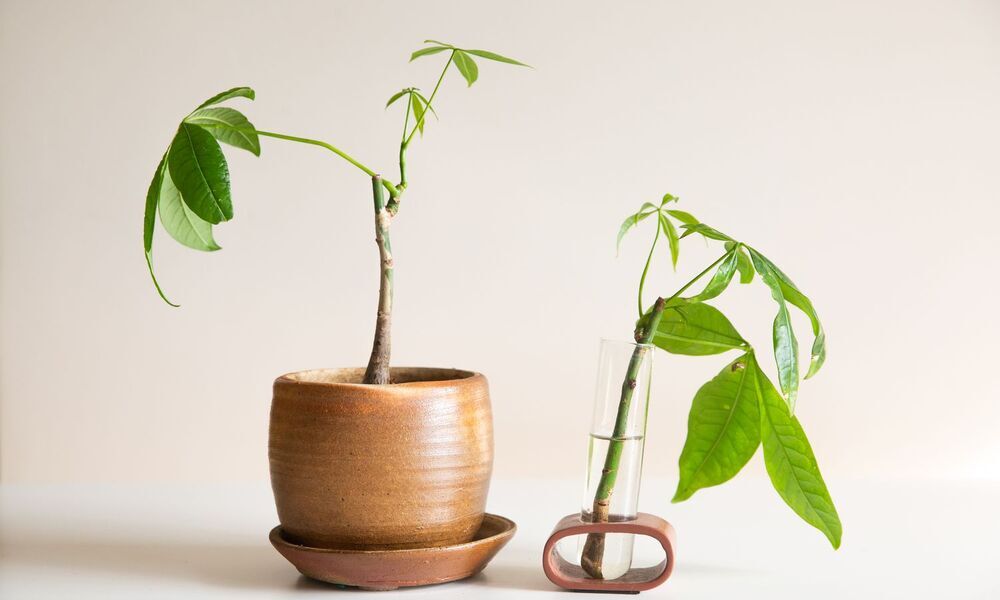 Know Money Tree Watering