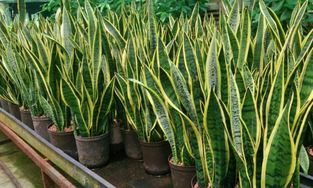 Peeacelily | Snake Plant for Beginners: The Ultimate Starter Plant Snake Plant Care for Beginners: What to Expect Over Time