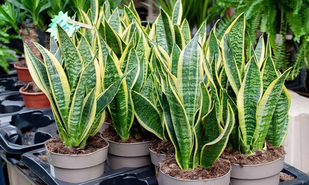 Peeacelily | Snake Plant for Beginners: The Ultimate Starter Plant Why Snake Plants Are The Ideal Choice for a Beginner