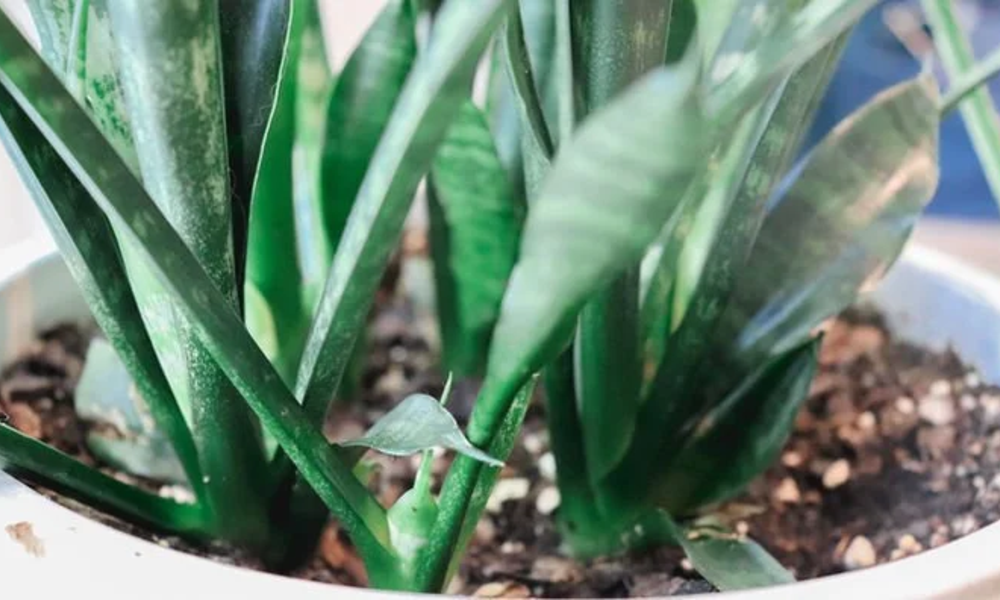 Peeacelily | Snake Plant for Beginners: The Ultimate Starter Plant Soil: Be Sure It Drains Well