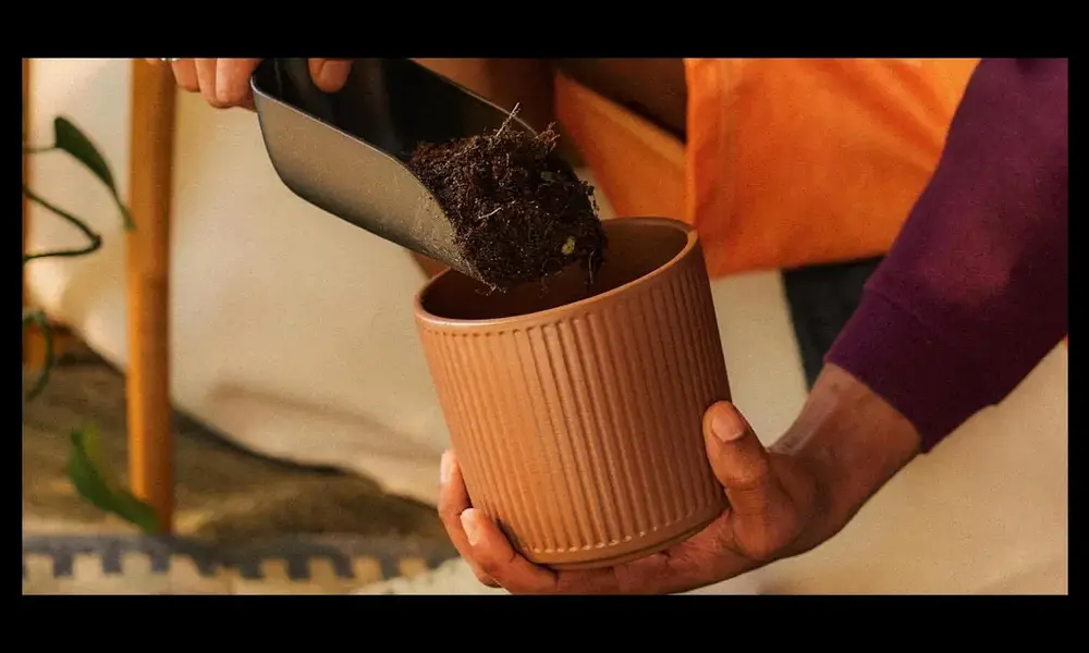 Soil and Repotting: Creating a Strong Foundation for Longevity