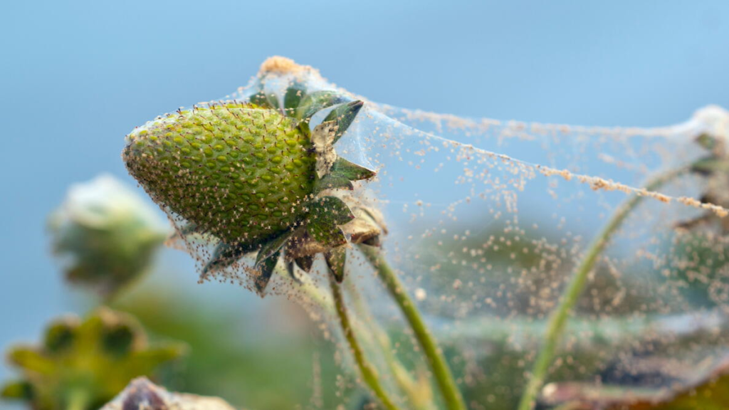 Spider Mite Treatment Duration