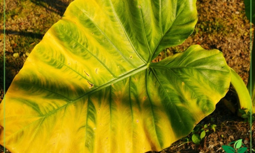 Stopping Plant Problems Before You Even Notice Them