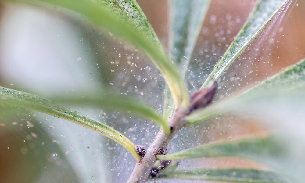 Step 2: Wash the Plant inside out