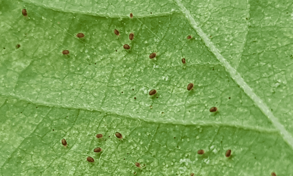 What Are Spider Mites?