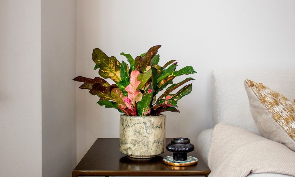 Why Crotons Are Perfect Colourful Houseplants