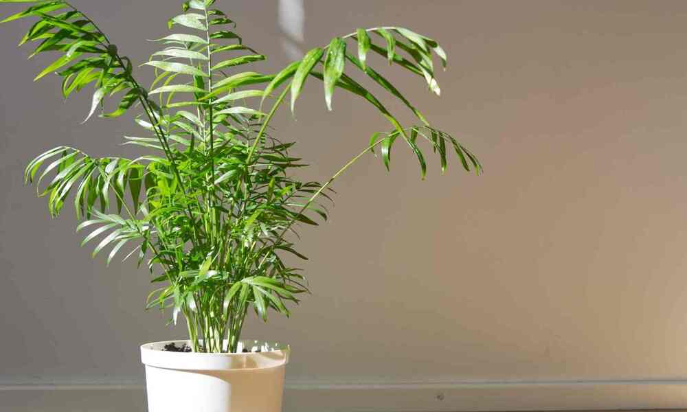 Peeacelily | Parlor Palm Care: Elegant & Easy Indoor Palms Why Parlor Palms Are Perfect Decorative Greenery