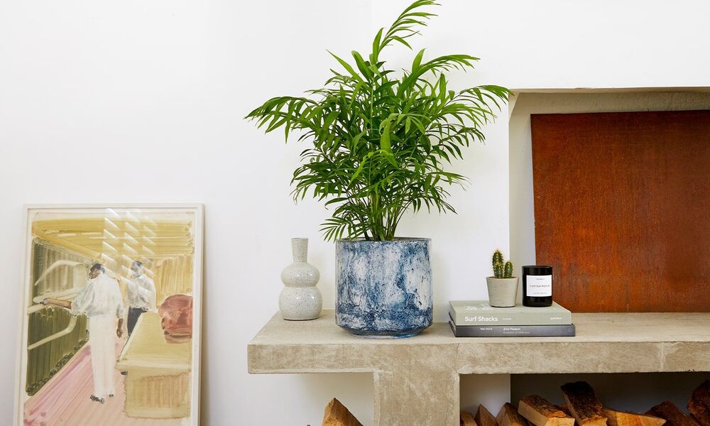 Peeacelily | Parlor Palm Care: Elegant & Easy Indoor Palms Why Parlor Palms Just Work in Any Interior