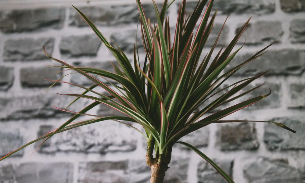 Why Yucca Plants Are Perfect for Busy Office Environments