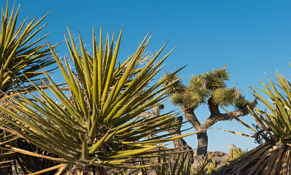 Temperature: Yuccas Like Warmth