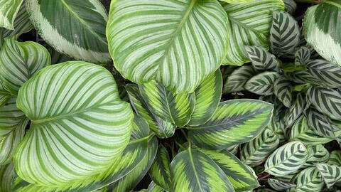 Calathea