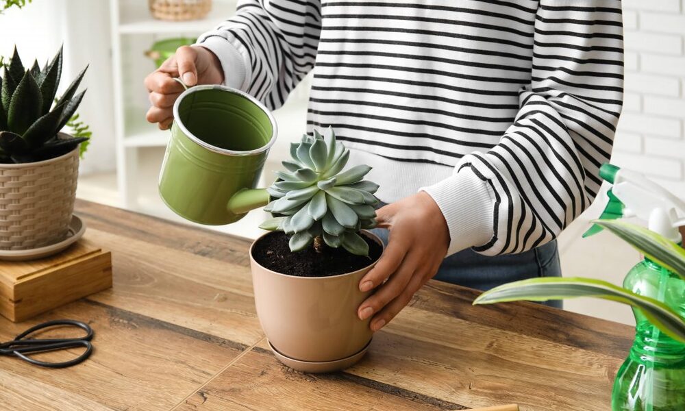 Peeacelily | How to Take Care of Succulents Without Killing Them Choosing the Right Pot