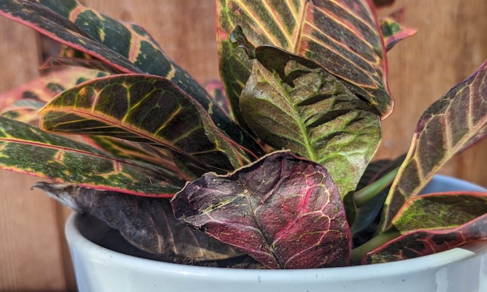 Common Problems and How to Prevent Them