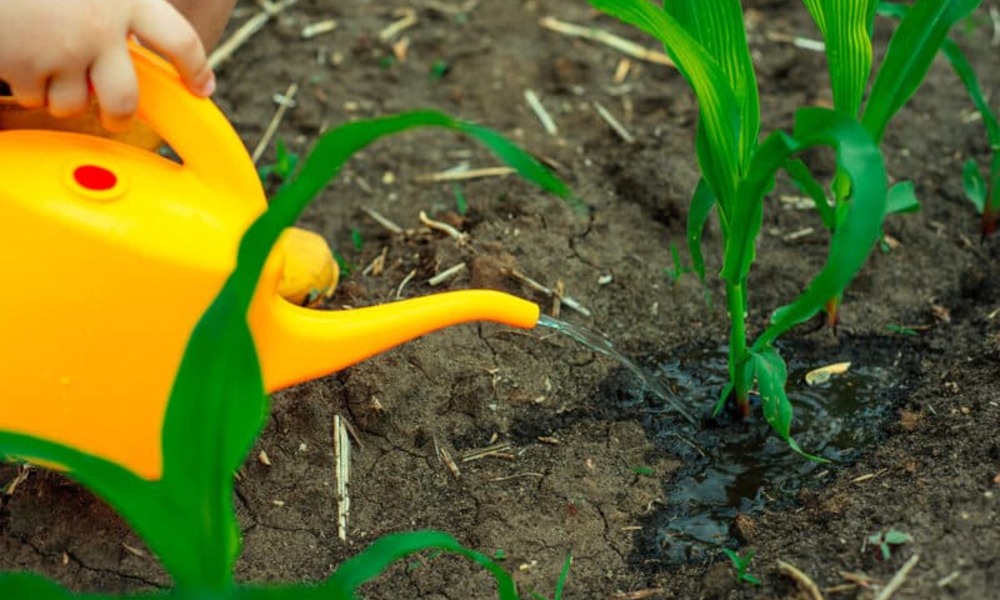 Watering of Corn Plants: Avoiding the Most Common Error