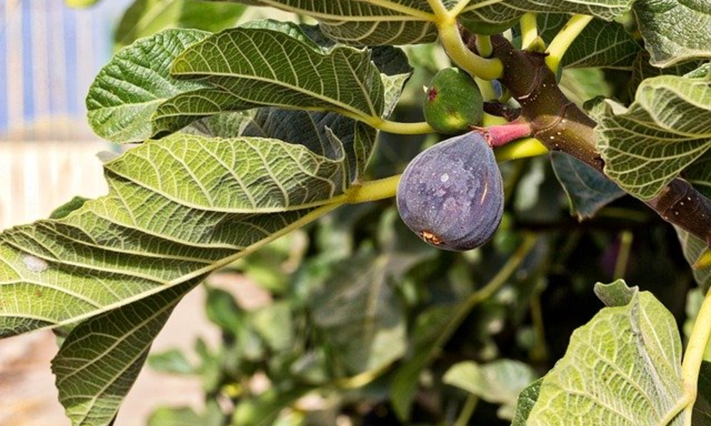 Peeacelily | Fig Tree Care: Indoor & Outdoor Growing Tips Shared Issues and the Prevention of the Problems.