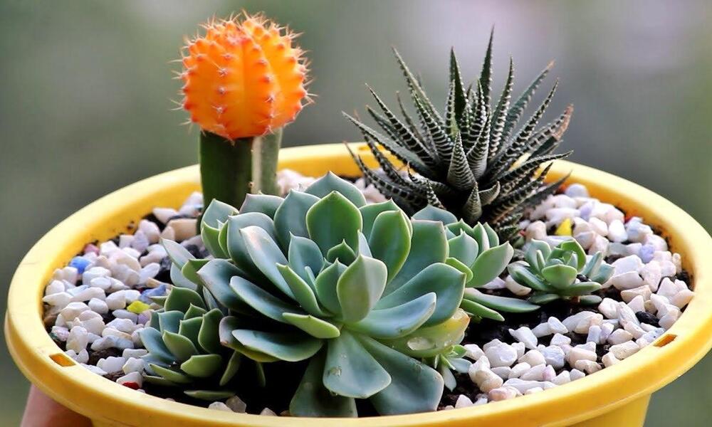 Peeacelily | How to Take Care of Succulents Without Killing Them Why Are Succulents such Great starter Plants?