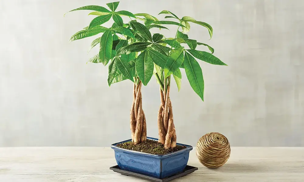 Facts about Money Tree