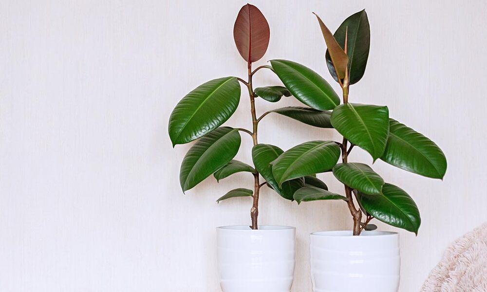 Consistent care for rubber plants supports steady growth.