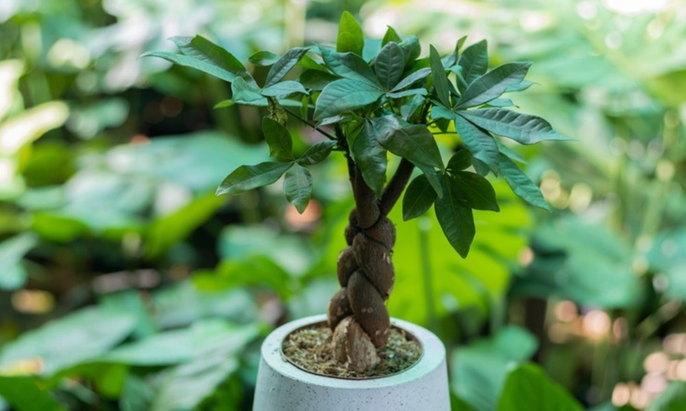 How to Braid a Money Tree